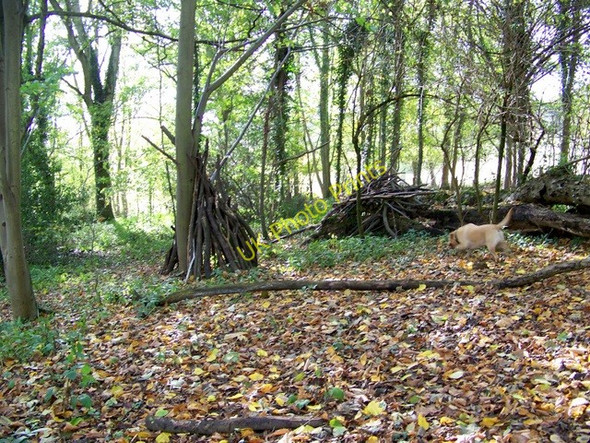 Photo 6"x4" Woodland near Philipps House Dinton\/SU0131 c2009