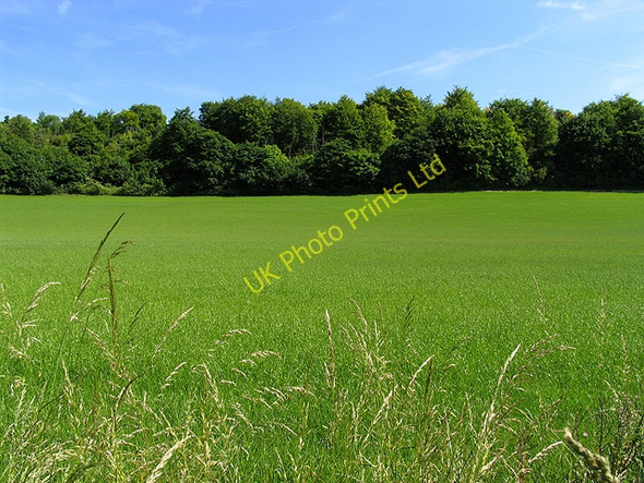 Photo 6"x4" Crop near Basildon Lower Basildon c2005