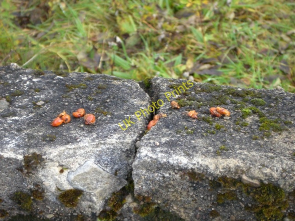 Photo 6"x4" Mustelid scat, Loch Migdale Spinningdale c2009