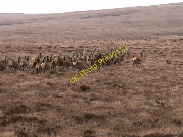 Photo 6"x4" Moorland by Allt Bhuailteach Braemore\/ND0730 c2006