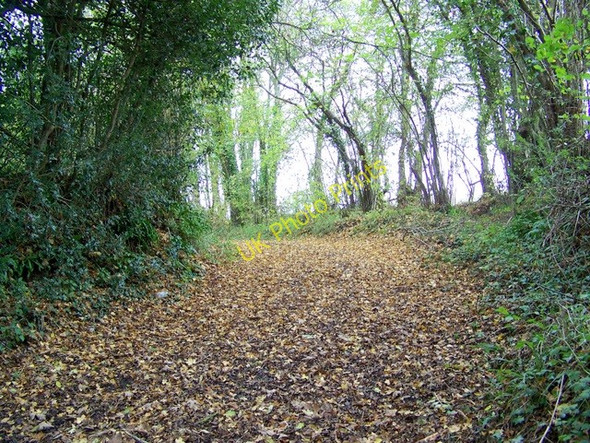 Photo 6"x4" Bridleway near Longburton Longburton c2009