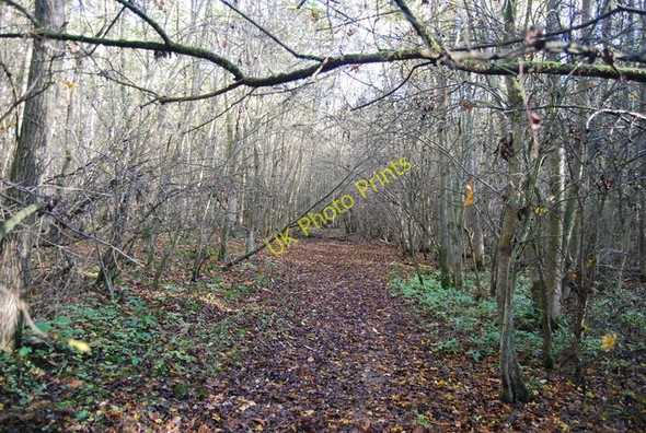 Photo 6"x4" Greensand Way through Moat Wood Nettlestead\/TQ6852 c2009