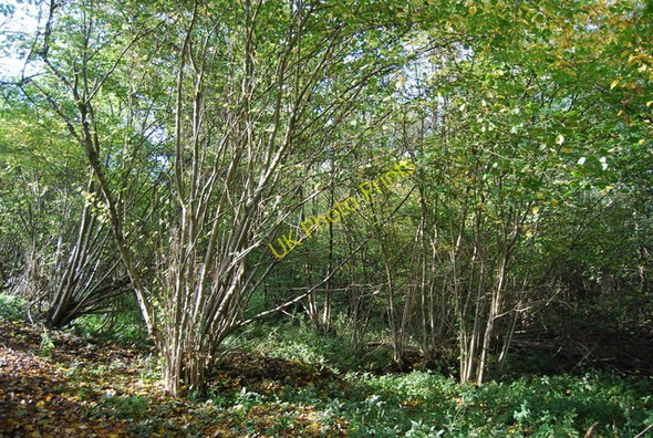 Photo 6"x4" Coppiced trees by the Road used as a public right of way West Peckham c2009