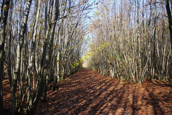 Photo 6"x4" Bridleway through Hurst Wood Gover Hill c2009