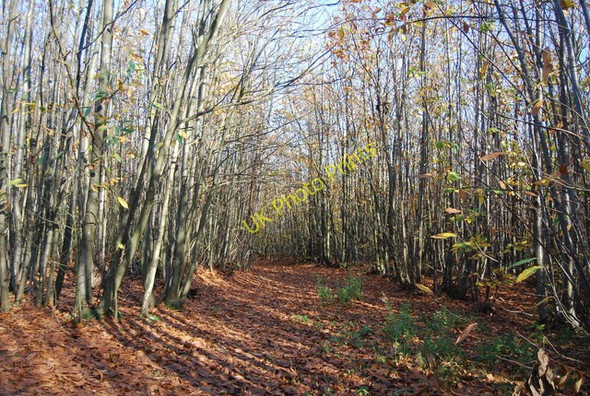 Photo 6"x4" Bridleway through Hurst Wood Gover Hill c2009 P1