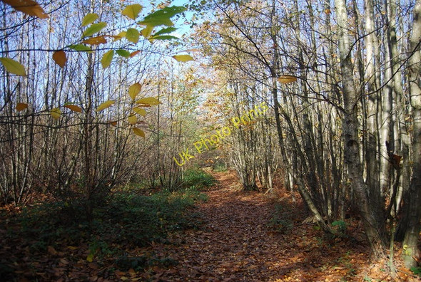 Photo 6"x4" Bridleway through Hurst Wood Gover Hill c2009