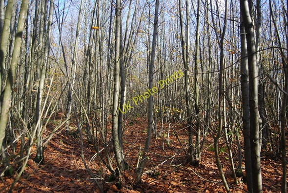 Photo 6"x4" Hurst Wood Hamptons c2009