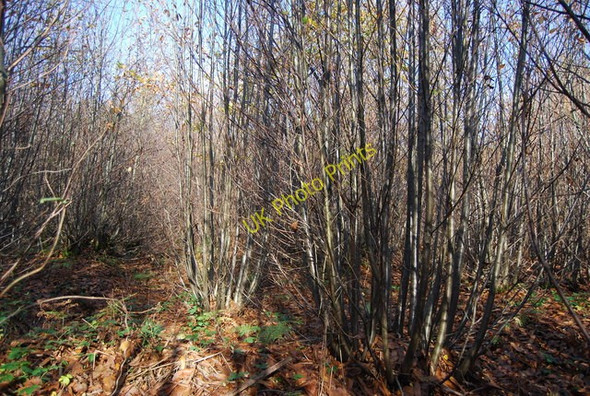 Photo 6"x4" Coppiced trees, Hurst  Wood Hamptons c2009