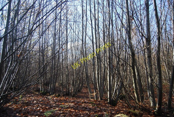 Photo 6"x4" Coppiced trees, Hurst  Wood Hamptons c2009 P1