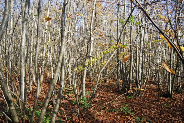 Photo 6"x4" Coppiced trees, Hurst  Wood Claygate Cross c2009