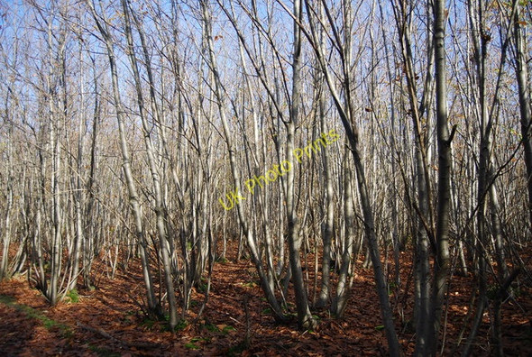 Photo 6"x4" Coppiced trees, Hurst  Wood Claygate Cross c2009