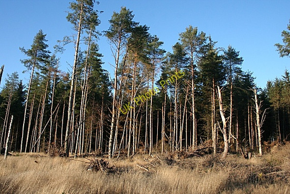 Photo 6"x4" Stynie Wood Muir of Lochs c2009