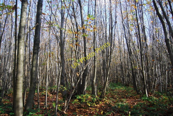 Photo 6"x4" Coppiced trees, Hurst  Wood Claygate Cross c2009