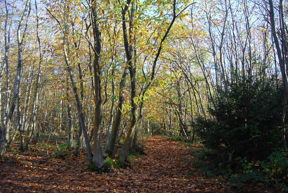Photo 6"x4" Coppiced trees, Hurst  Wood Claygate Cross c2009