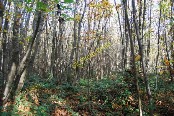 Photo 6"x4" Coppiced trees, Hurst  Wood Claygate Cross c2009