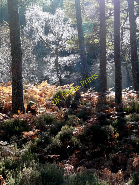 Photo 6"x4" Frosty trees, Migdale Wood. Spinningdale c2009