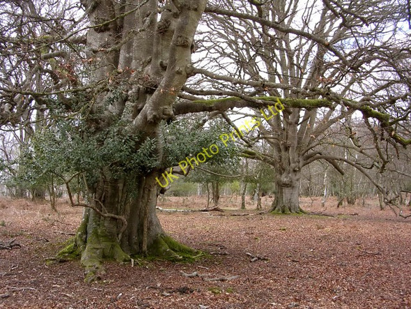 Photo 6"x4" Beech pollards on White Moor, New Forest Bank\/SU2807 c2006