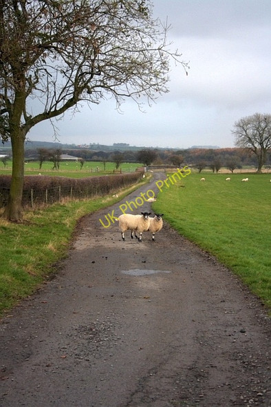 Photo 6"x4" Track to Swainston Embleton\/NZ4129 c2009