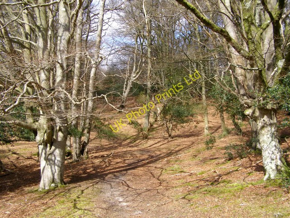 Photo 6"x4" Beech woodland between Allum Green and Highland Water, New Forest Bank\/SU2807 c2006