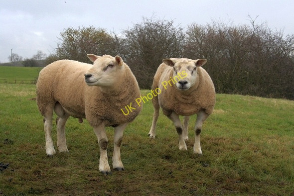 Photo 6"x4" Pair of Tups, Embleton Farm Embleton\/NZ4129 c2009