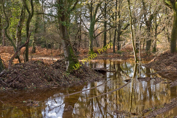 Photo 6"x4" Warwickslade Cutting: flood plain Bank\/SU2807 c2009