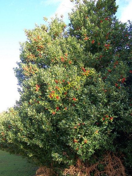 Photo 6"x4" Holly, Pipers Wait Nomansland\/SU2517 c2009