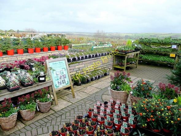 Photo 6"x4" Plant area at Homeleigh Launceston c2009