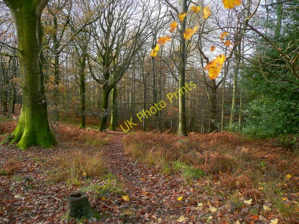 Photo 6"x4" The Royal Forest of Dean Cannop c2009