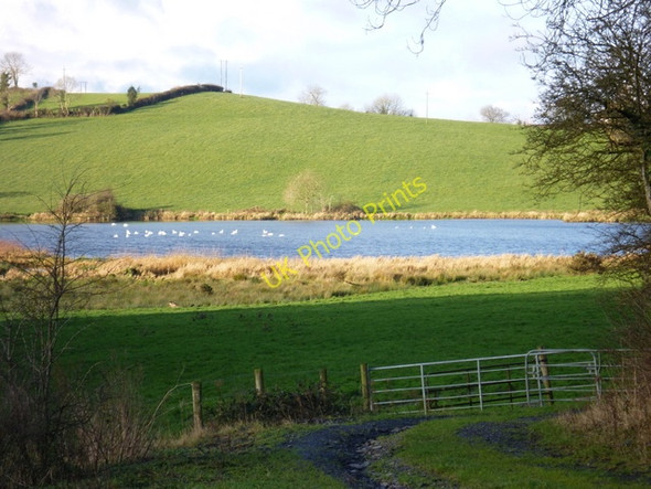 Photo 6"x4" Farm fields and swans on the east end of Lough Dung Cootehill c2009