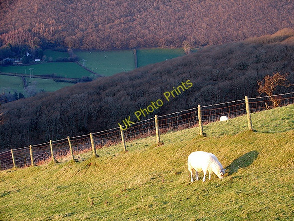 Photo 6"x4" Grazing on the slopes Aberffrwd\/SN6878 c2009