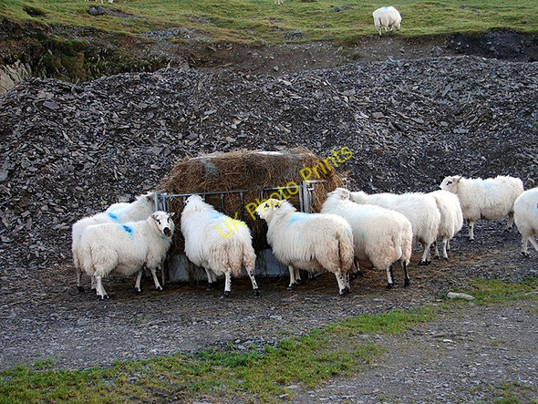 Photo 6"x4" Afternoon Tea Aberffrwd\/SN6878 c2009