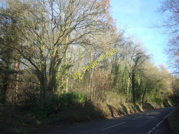 Photo 6"x4" Woodland by A3072 near Shobrooke Crediton c2009