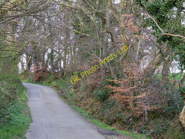 Photo 6"x4" Tree lined country lane Caernarfon c2006