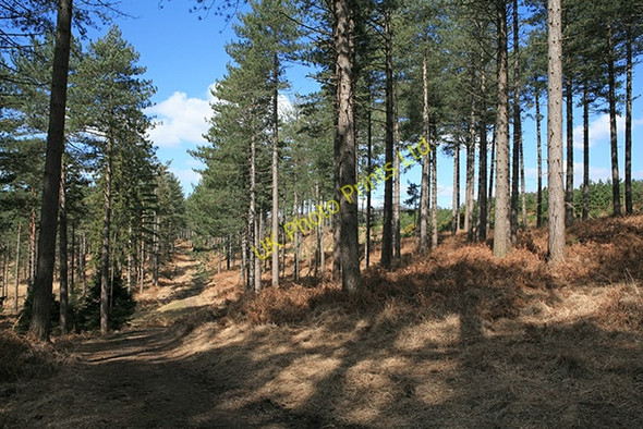 Photo 6"x4" Path on Hart Hill in Highland Water Inclosure Newtown\/SU2710 c2006
