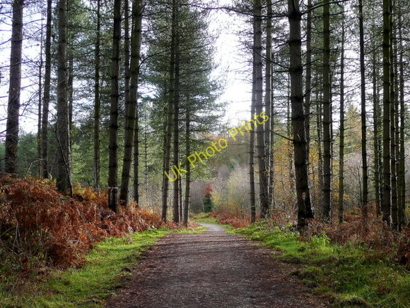 Photo 6"x4" Forest cycleway Cinderford c2009