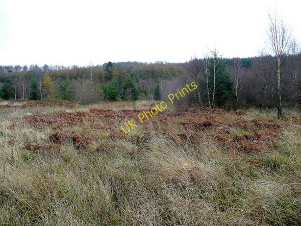 Photo 6"x4" Forest and bracken Upper Soudley c2009