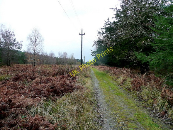 Photo 6"x4" Forest track Upper Soudley c2009