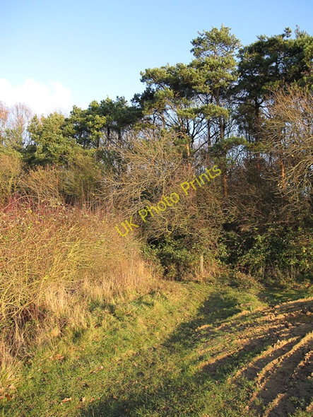 Photo 6"x4" Hill Crofts wood Weston Colville c2009