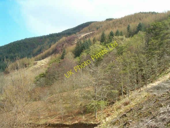 Photo 6"x4" Spring colour above Loch Melfort Arduaine c2006
