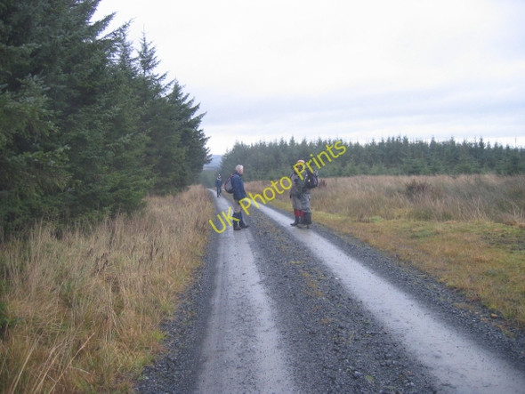 Photo 6"x4" Forest Track, Wark Forest Whygate c2009