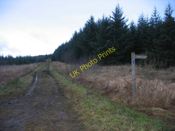 Photo 6"x4" Forest Track and Footpath Sign Fletchlaw Burn c2009