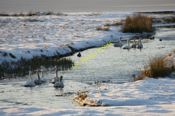 Photo 6"x4" Wildfowl on the Burn of Burrafirth Burrafirth c2010