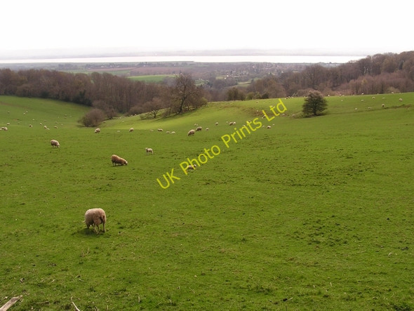 Photo 6"x4" Towards the River Severn Woolaston Common c2006