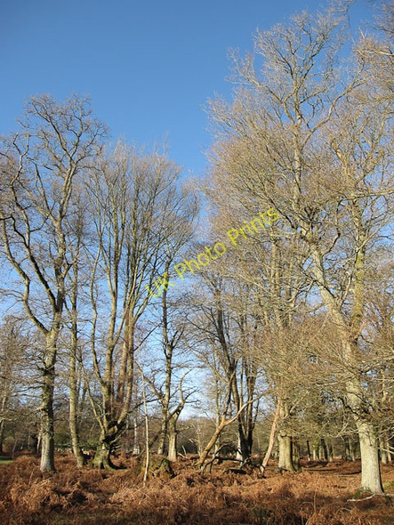 Photo 6"x4" Denny Wood Balmerlawn c2010