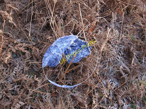 Photo 6"x4" Chinese Lantern (aka litter) Balmerlawn c2010