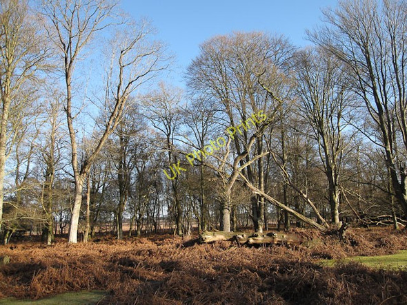 Photo 6"x4" Denny Wood Balmerlawn c2010