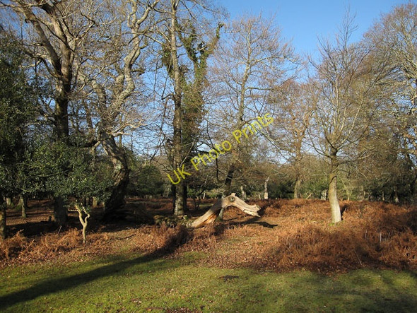 Photo 6"x4" Denny Wood Balmerlawn c2010