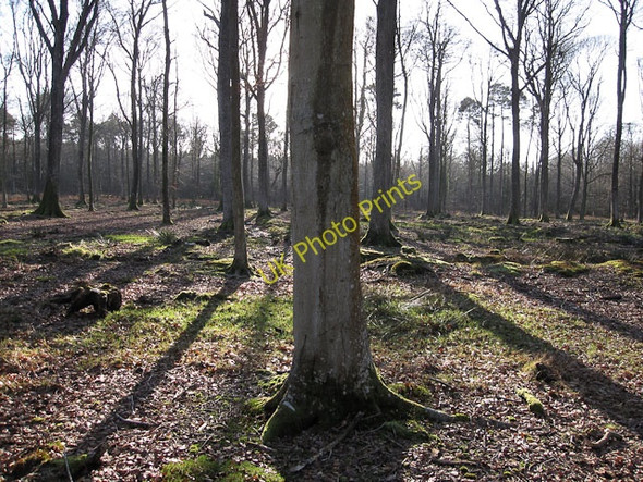 Photo 6"x4" Parkhill Inclosure Balmerlawn c2010