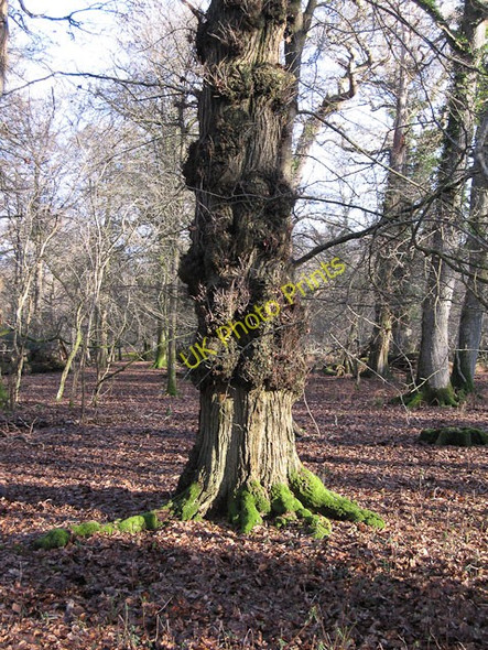 Photo 6"x4" Tree in Whitley Wood Balmerlawn c2010