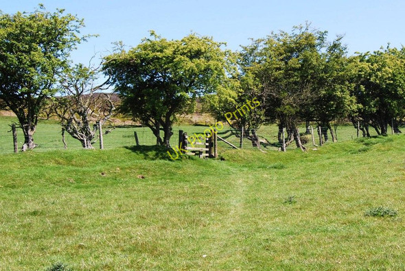 Photo 6"x4" An unkept hedge and a stile Bryneglwys\/SJ1447 c2009